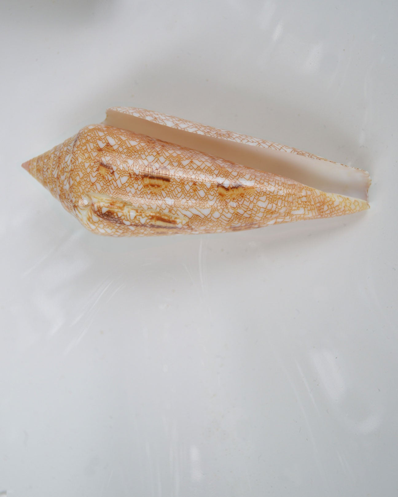 Conus Glorimaris Shell