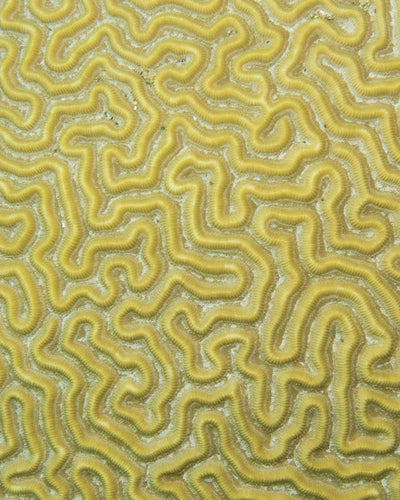 brain coral upclose