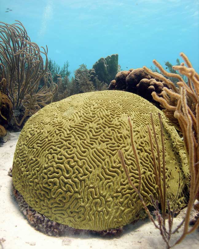 brain coral Vieques