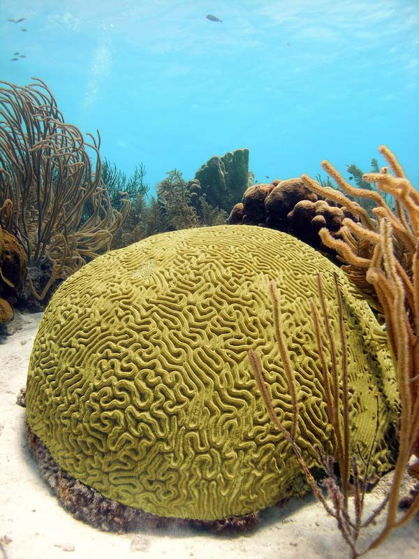 brain coral Vieques